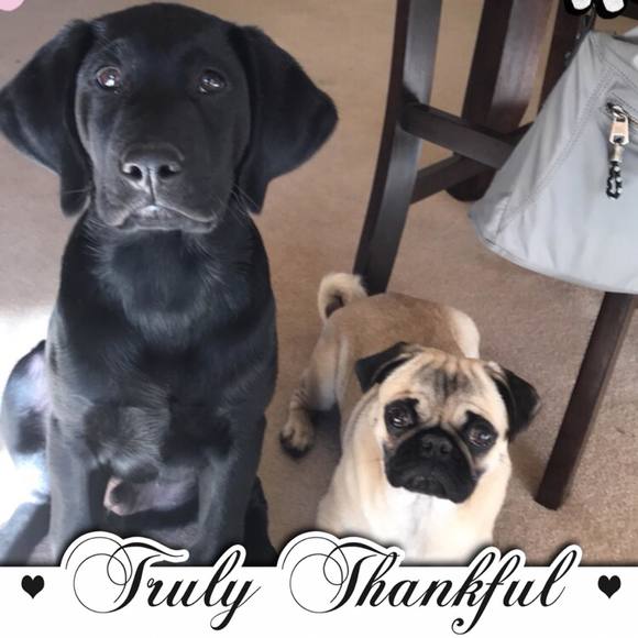 Meet your Posher, Penny - Picture 1 of 1